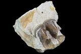 Hyracodon (Running Rhino) Molar - South Dakota #90287-2